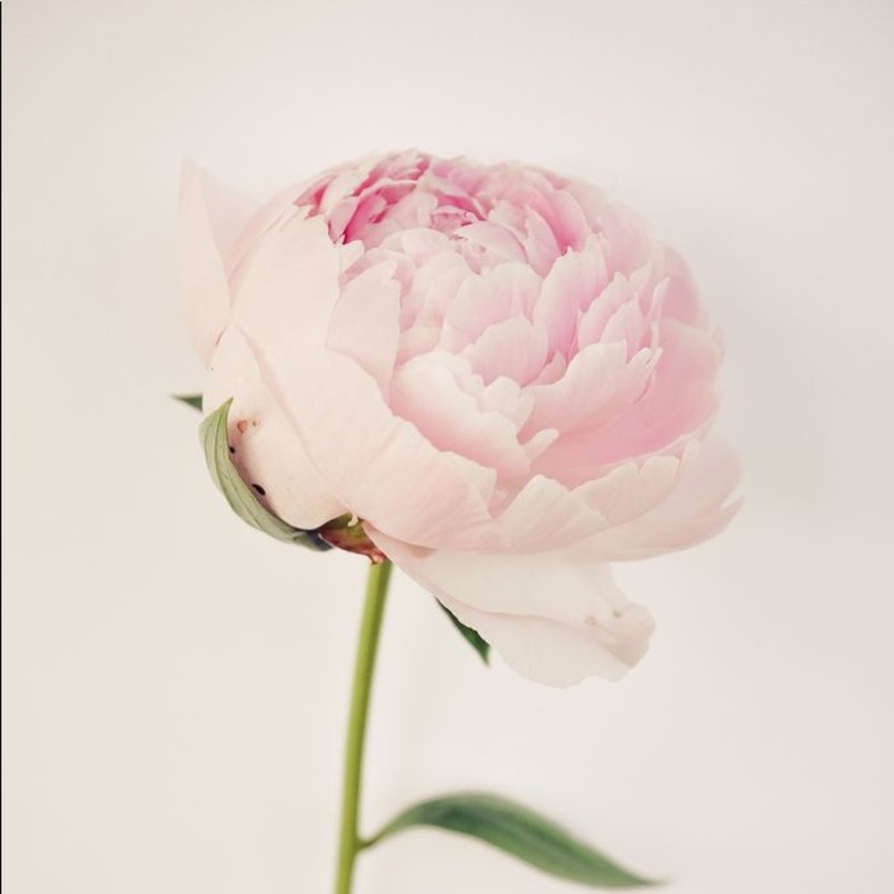 Meet your Posher, Vanessa